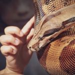snake-3695679__340
