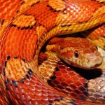 snake-579682__340