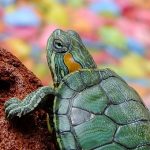 turtle-182121__340