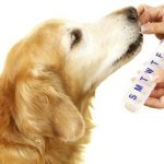 veterinary-dog-senior-golden-retriever-taking-his-daily-medicine-shutterstock-221154205-body
