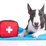 What to Pack a Pet First-Aid Kit
