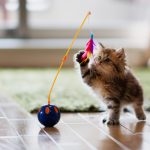 02-Cat-Owner-Gifts-lede.w710.h473