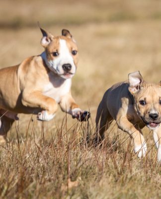 10 Dogs Ready To Jump Into The Fall Season