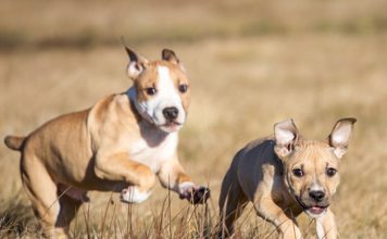10 Dogs Ready To Jump Into The Fall Season