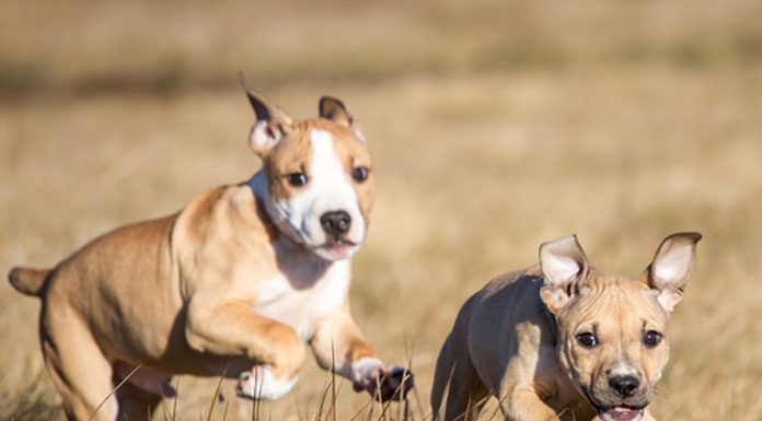 10 Dogs Ready To Jump Into The Fall Season