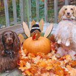 10-Dogs-Waiting-Til-Your-Back-Is-Turned-To-Eat-Your-Thanksgiving-Turkey-696×602