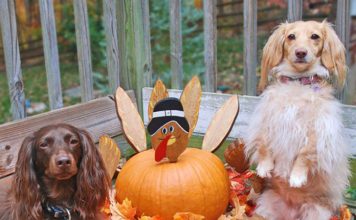 10 Dogs Waiting Til Your Back Is Turned To Eat Your Thanksgiving Turkey