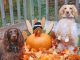 10 Dogs Waiting Til Your Back Is Turned To Eat Your Thanksgiving Turkey