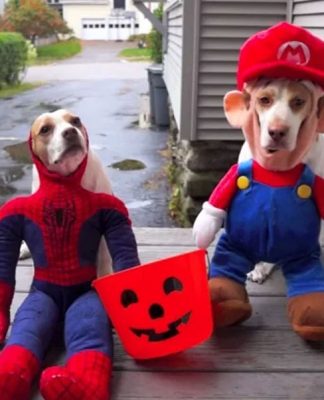 10 Dogs Who Love Tricks And Treats For Halloween