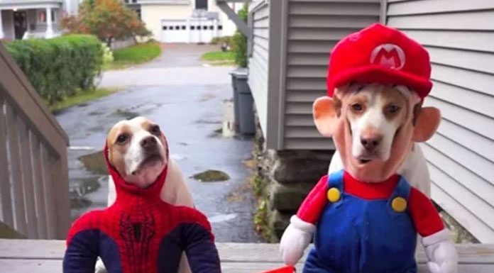 10 Dogs Who Love Tricks And Treats For Halloween