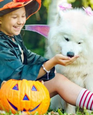 10 Fun Halloween Dog Treats For Trick-Or-Treater Pups