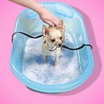 26-dog-tub-lede.w540.h356