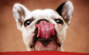 3 Delicious Fish Treat Recipes For Dogs