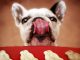 3 Delicious Fish Treat Recipes For Dogs