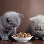 Bowl of cat food and two kittens