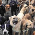 5-Non-Profit-Sanctuaries-For-Unwanted-Senior-Dogs-696×602