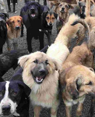 5 Non-Profit Sanctuaries For Unwanted Senior Dogs