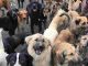 5 Non-Profit Sanctuaries For Unwanted Senior Dogs