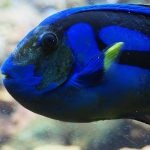 9-things-to-look-for-to-be-sure-you’re-buying-a-healthy-fish-696×602