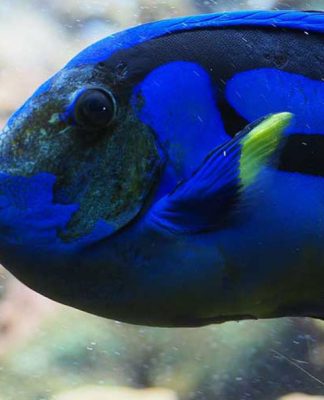 9 things to look for to be sure you’re buying a healthy fish