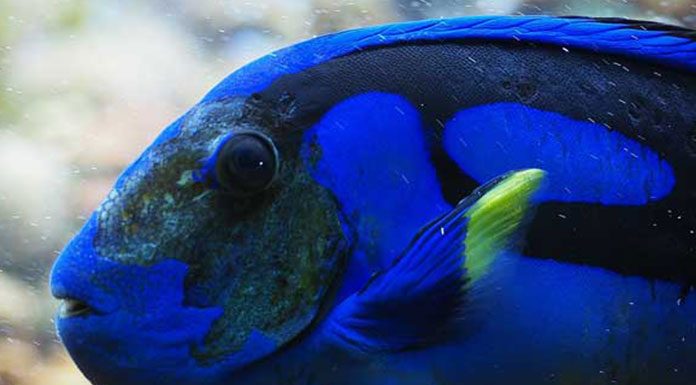 9 things to look for to be sure you’re buying a healthy fish