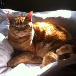 Aging cat