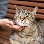 Care-for-Pet-Cats-696×602
