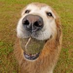 Caring-For-Your-Senior-Dog-What-You-Should-Know-696×602