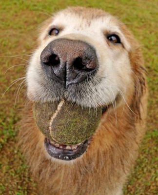 Caring For Your Senior Dog What You Should Know
