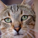 Cat-Behavior-696×602-1
