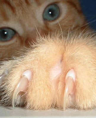 Cat Behavior——More Oddities