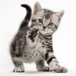Cat-Breeds-American-Shorthair-696×602