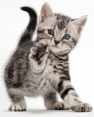 Cat Breeds American Shorthair