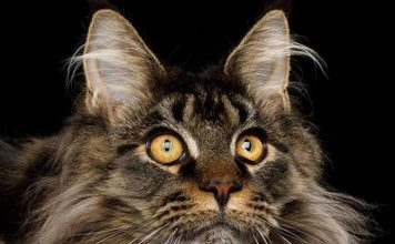 Cat Breeds——Maine Coon Cat