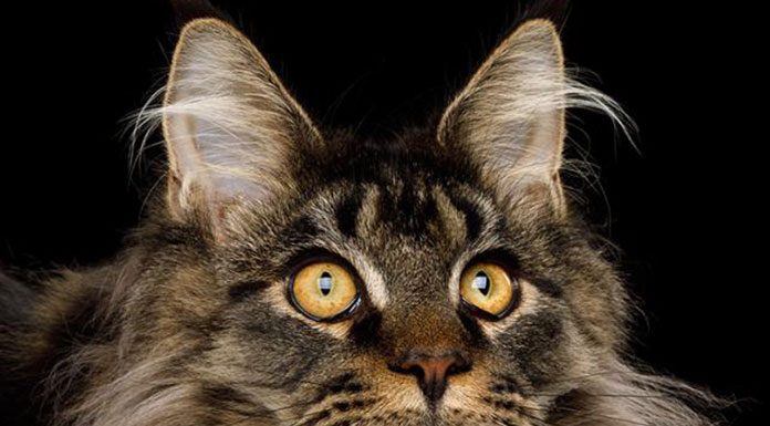 Cat Breeds——Maine Coon Cat