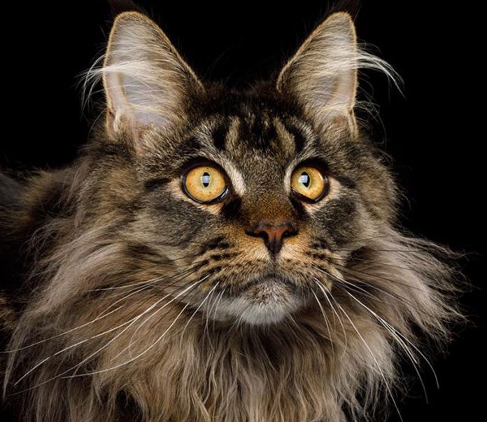 Large Domestic Cat Breeds Maine Coon Cat Meme Stock Pictures and Photos