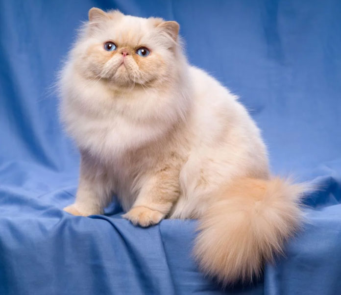 Cat Breeds：Persian | Petsourcing