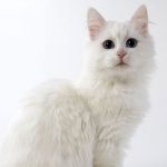 Cat-Breeds-Turkish-Angora-696×602