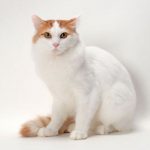 Cat-Breeds-Turkish-Van-696×602