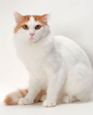 Cat Breeds Turkish Van
