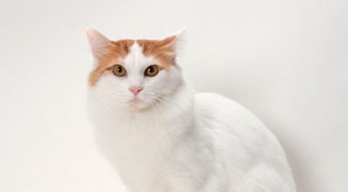 Cat Breeds Turkish Van