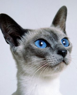 Cat Breeds The Siamese