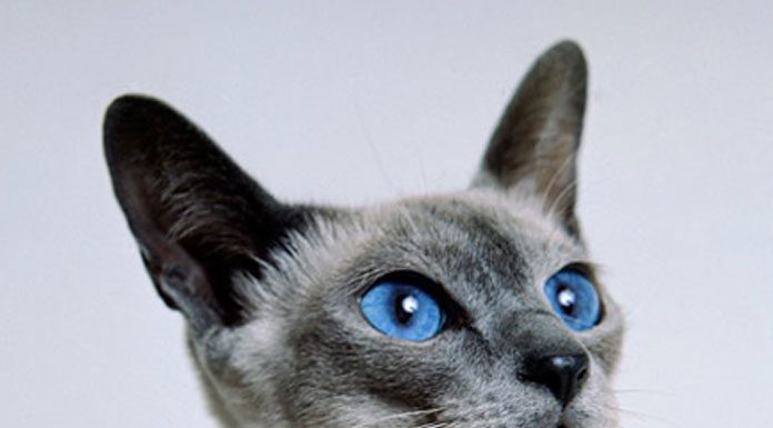Cat Breeds The Siamese