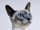 Cat Breeds The Siamese