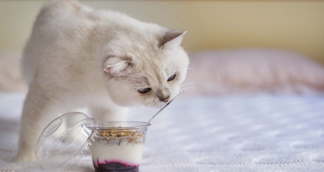 Можно котам кефир. Котик в йогурте. Йогурт с кошкой. Кошка ест йогурт.