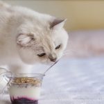 Cat-is-eating-yogurt-1