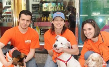 Facts About The ASPCA And What They Do For Dogs