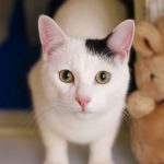 Foster-Cat-Care-What-You-Need-to-Know-1