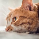 Foster-Cat-Care-What-You-Need-to-Know-696×602