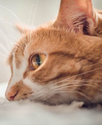 Foster Cat Care, What You Need to Know
